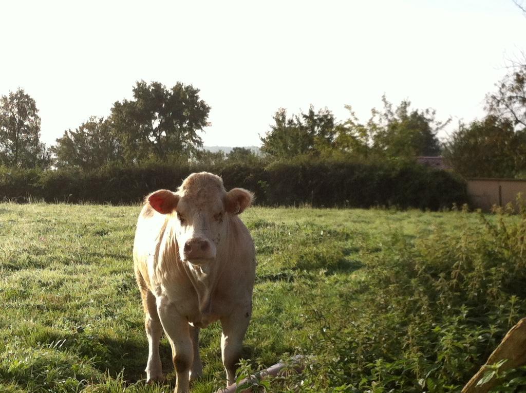 Bed and Breakfast Escale En Charolais Brionnais Saint-Julien-de-Civry Exterior foto